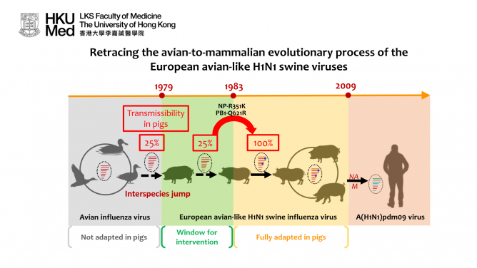 The European avian-like (EA) H1N1 swine influenza virus was derived from an avian influenza virus through interspecies jump that occurred prior to 1979. The EA swine influenza viruses have been established in pig herds in European and Asian countries since 1979. The EA swine viruses donated the neuraminidase (NA) and M gene segments to the A(H1N1)pdm09 virus that caused the 2009 influenza pandemic. 
In this study, Su et al. investigated the molecular changes facilitated the avian-to-pig adaptation of the EA swine influenza viruses. Ancestral sequence reconstruction was used to gain viruses representing different adaptive stages of the EA swine influenza virus as it transitioned from avian to swine hosts since 1979. A key parameter for virus adaptation in a new host is its transmissibility.Transmissibility is assessed by counting the proportion of contact piglets (N=4) that become infected after co-housing with infected donor pigs in the same cage, a condition that allows all major modes of transmission to occur.
The research team found that the EA swine influenza viruses acquired amino acid changes in the viral polymerase (PB1-Q621R) and nucleoprotein (NP-R351K) that facilitated efficient pig-to-pig transmissibility after 1983. The results suggest a potential window for intervention (1979-1983) before the virus is fully adapted in pigs.
